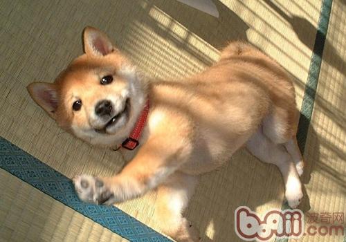 柴犬