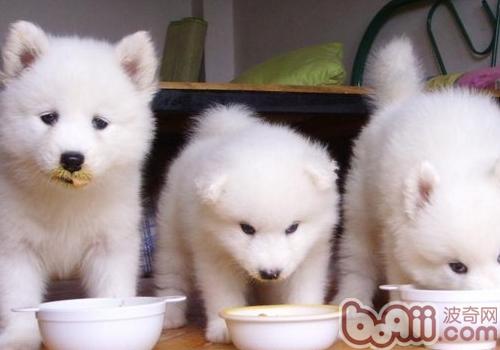 薩摩耶犬