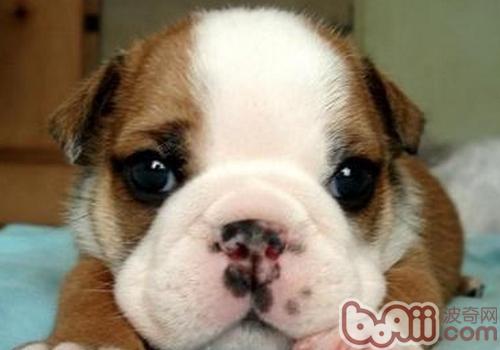 英國斗牛犬