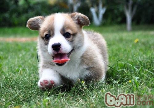 威爾士柯基犬