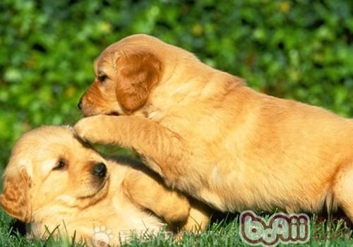 金毛犬