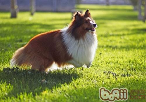 喜樂蒂牧羊犬
