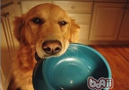 金毛犬
