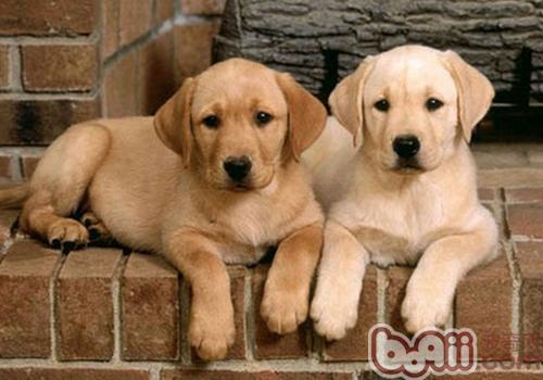 拉布拉多犬