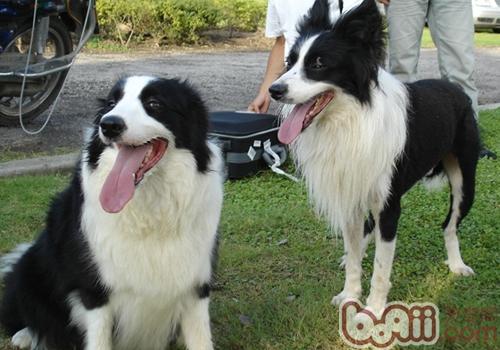邊境牧羊犬