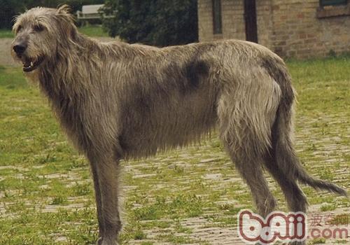 愛爾蘭獵狼犬 