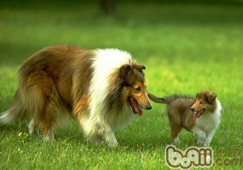 蘇格蘭牧羊犬