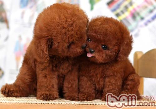 泰迪犬