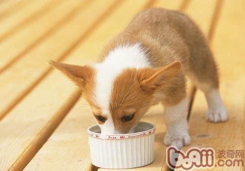 威爾士柯基犬