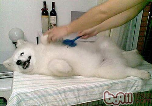 薩摩耶犬