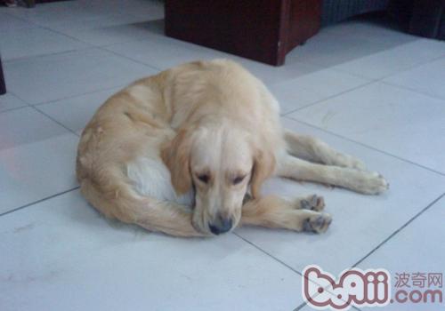 金毛犬 