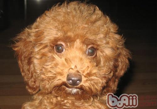 泰迪犬