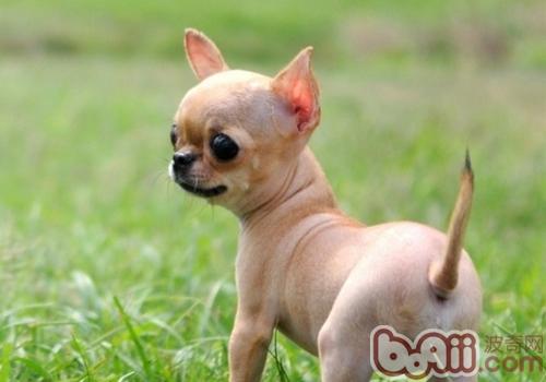 吉娃娃犬