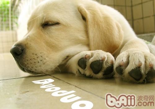 拉布拉多犬
