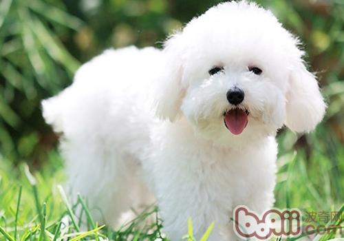比熊犬