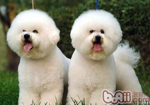 比熊犬