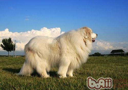 大白熊犬