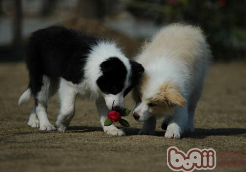 邊境牧羊犬