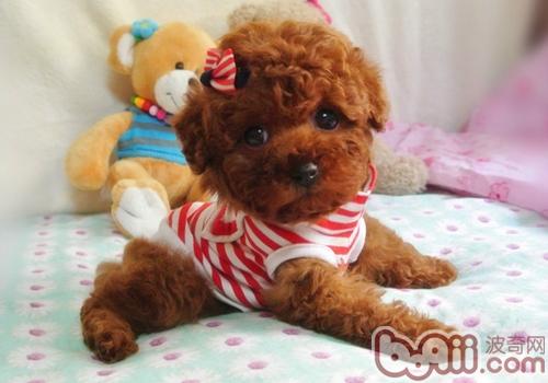 泰迪犬
