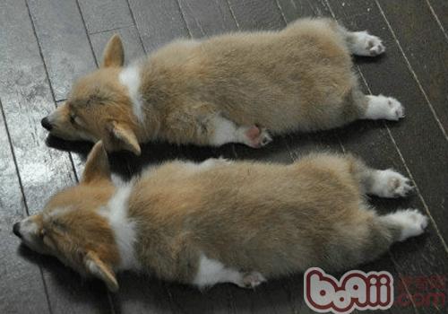 威爾士柯基犬