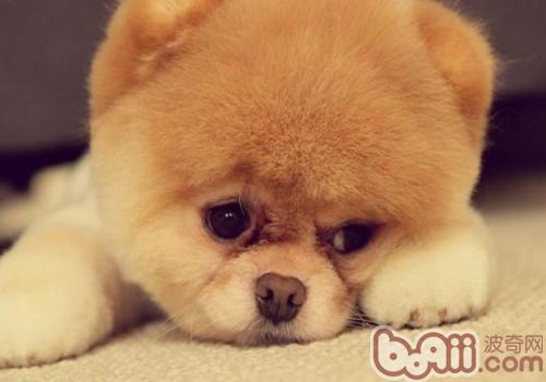 俊介犬