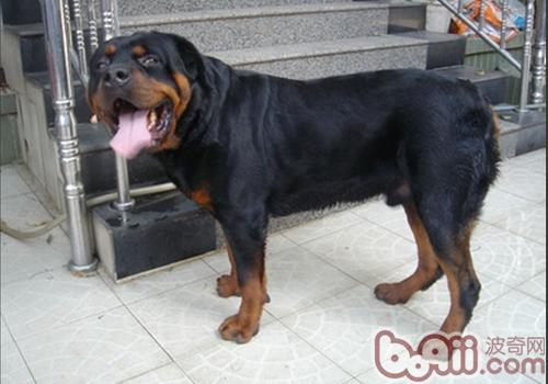 羅威納犬