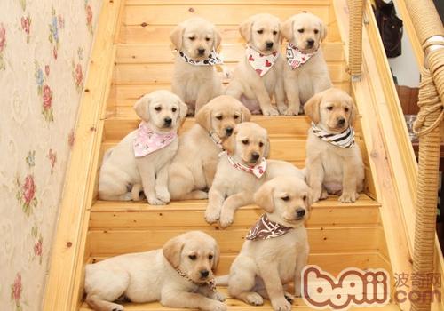 拉布拉多犬