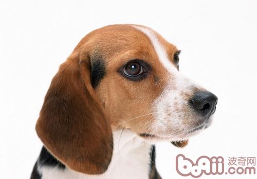 比格犬