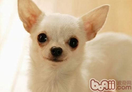 吉娃娃犬