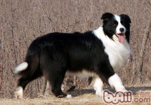 邊境牧羊犬