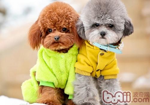 泰迪犬