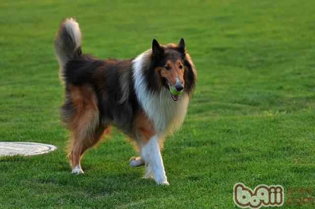 蘇格蘭牧羊犬