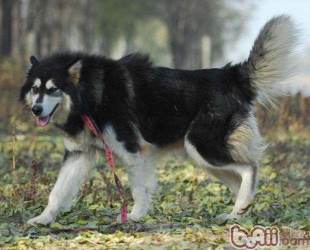 阿拉斯加雪橇犬