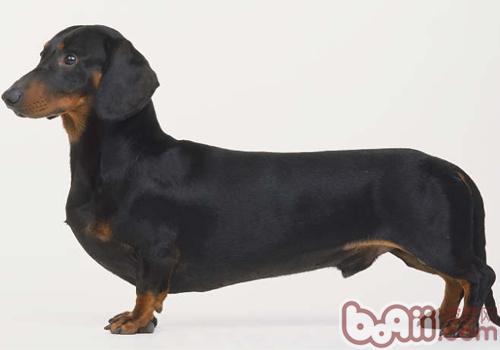臘腸犬