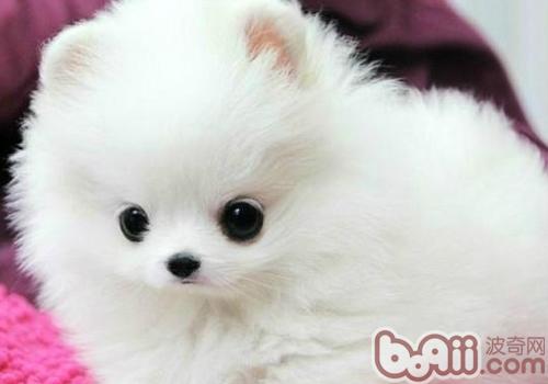博美犬