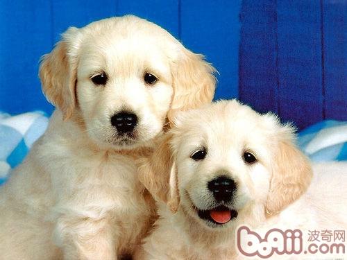 金毛巡回獵犬