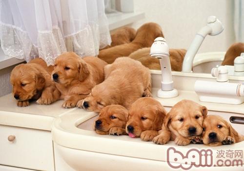 金毛犬