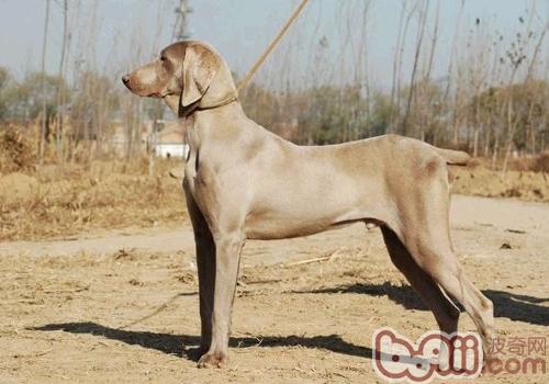 威瑪獵犬