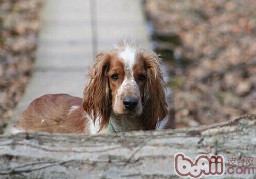 威爾士史賓格犬
