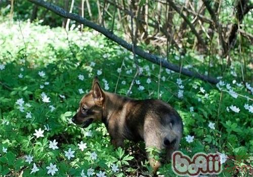 瑞典柯基犬