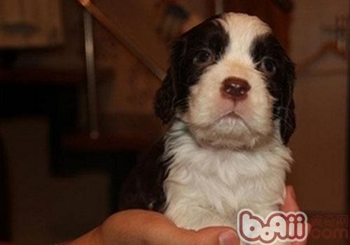 英國史賓格獵犬