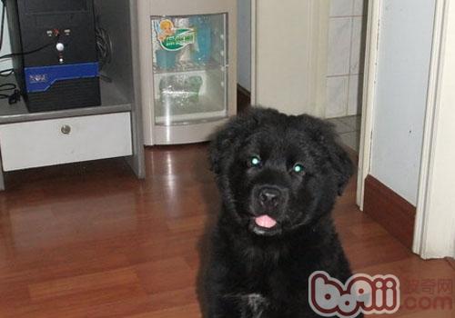 平毛尋回獵犬