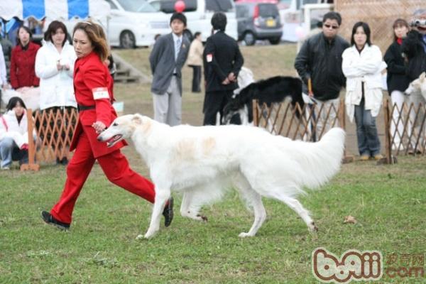 蘇俄獵狼犬