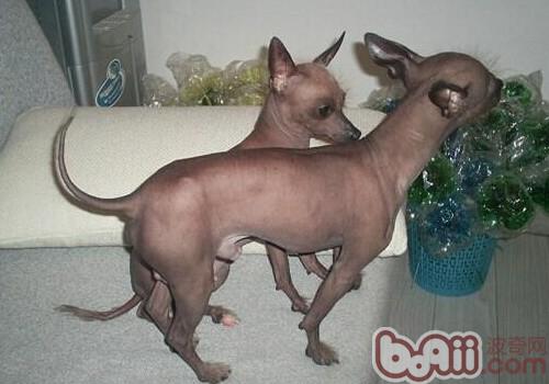 墨西哥無毛犬