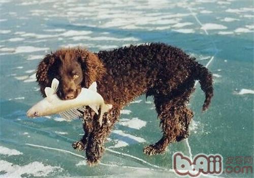 美國水獵犬