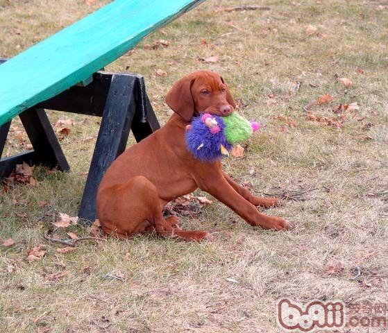 維茲拉犬