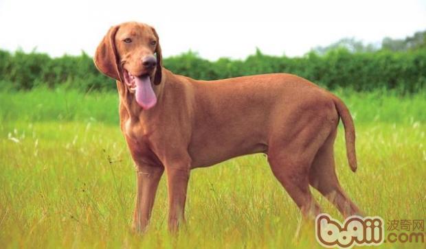維茲拉犬