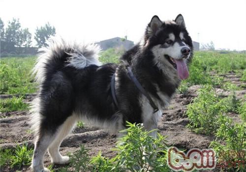阿拉斯加雪橇犬