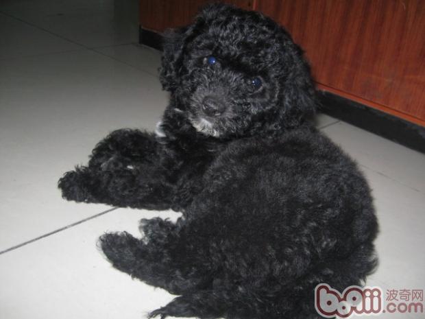 葡萄牙水犬