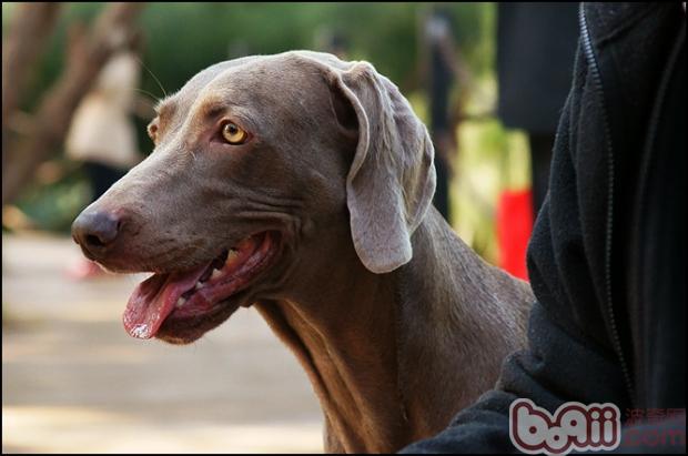 尋血獵犬